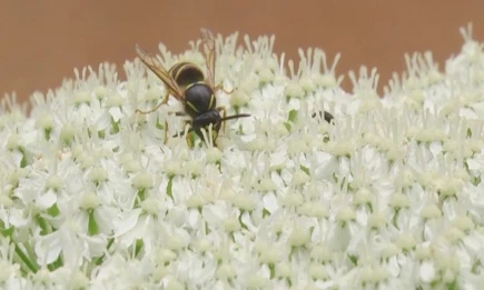 Врач предупредила о насекомых, которые становятся опаснее с наступлением осени - НТР 24