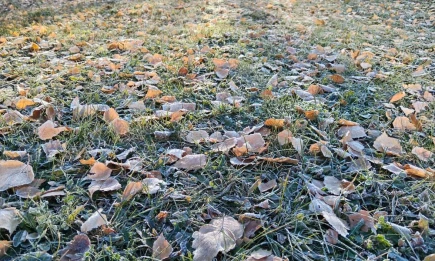 Первые заморозки придут в Татарстан в выходные - НТР 24