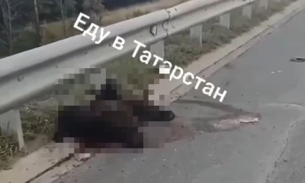 В Татарстане автомобиль насмерть сбил медвежонка - НТР 24