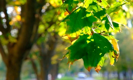 Первый осенний выходной порадует татарстанцев тёплой погодой без дождей - НТР 24