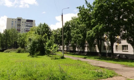 Учёные разработают мастер-план озеленения Нижнекамска - НТР 24