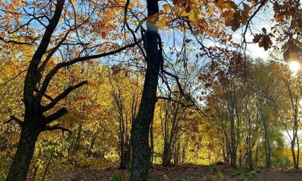 В Татарстане начали сбор желудей для лесовосстановления в рамках нацпроекта - НТР 24