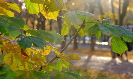 Метеоролог спрогнозировал два бабьих лета в Татарстане - НТР 24