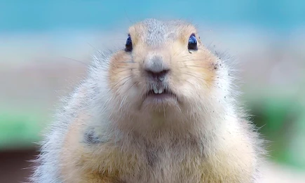 В Татарстане создадут «Колонию сурков» площадью более 500 гектаров - НТР 24