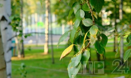 Потепление придёт в Татарстан на новой неделе - НТР 24