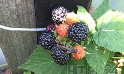 Терапевт назвала ягоды, которые укрепляют сосуды - НТР 24