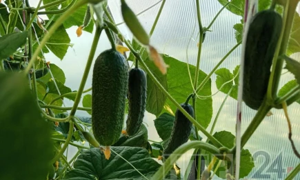 Терапевт объяснила, чем полезны огурцы - НТР 24