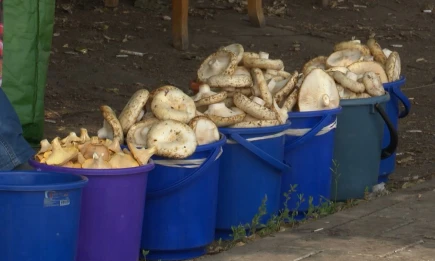 Сезон грибов в Нижнекамске: где безопасно собирать и покупать осенние дары леса - НТР 24