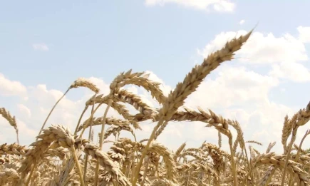 Нижнекамский район завершил уборку урожая зерна одним из первых в Татарстане - НТР 24