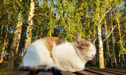 Метеоролог: в Татарстане установилось бабье лето - НТР 24