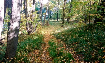 Татарстанцев предупредили об опасности лосиного гона в осенний период - НТР 24