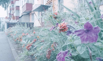 Заморозки близко: до 4 градусов похолодает в Татарстане 10 сентября - НТР 24