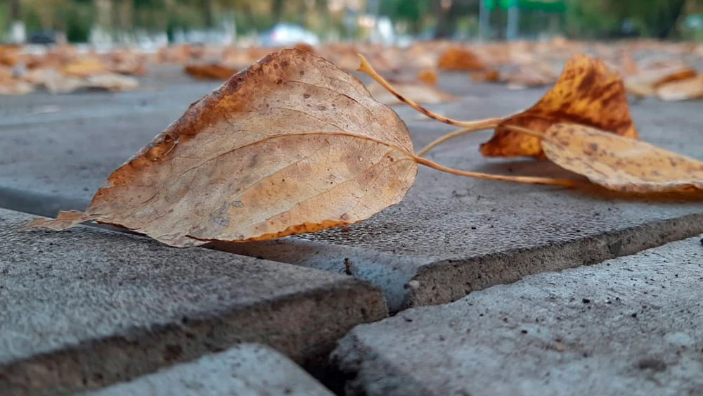 Опавшие листья