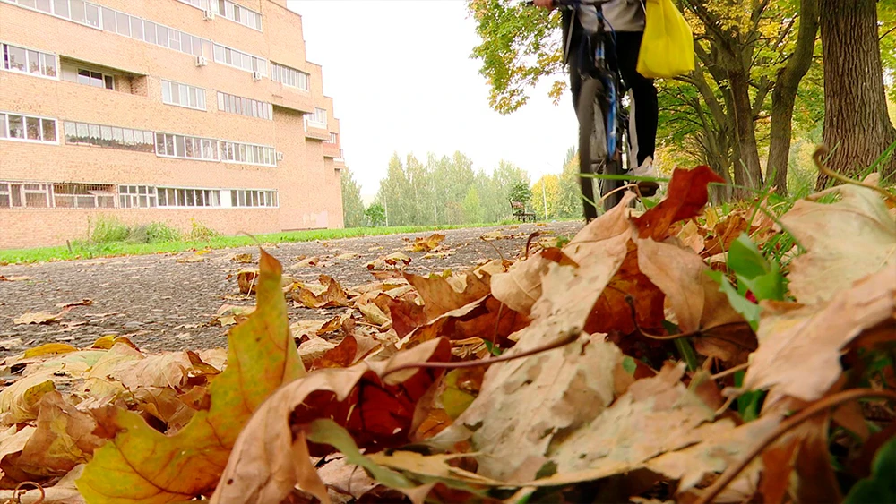 Опавшие осенние листья