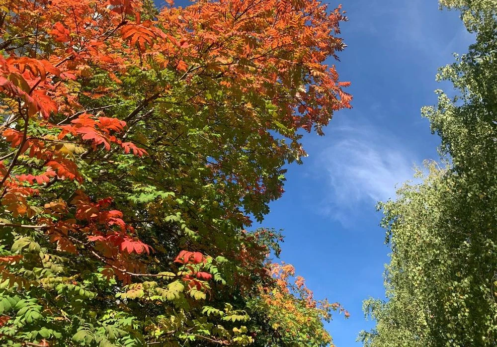 ясное осеннее небо деревья