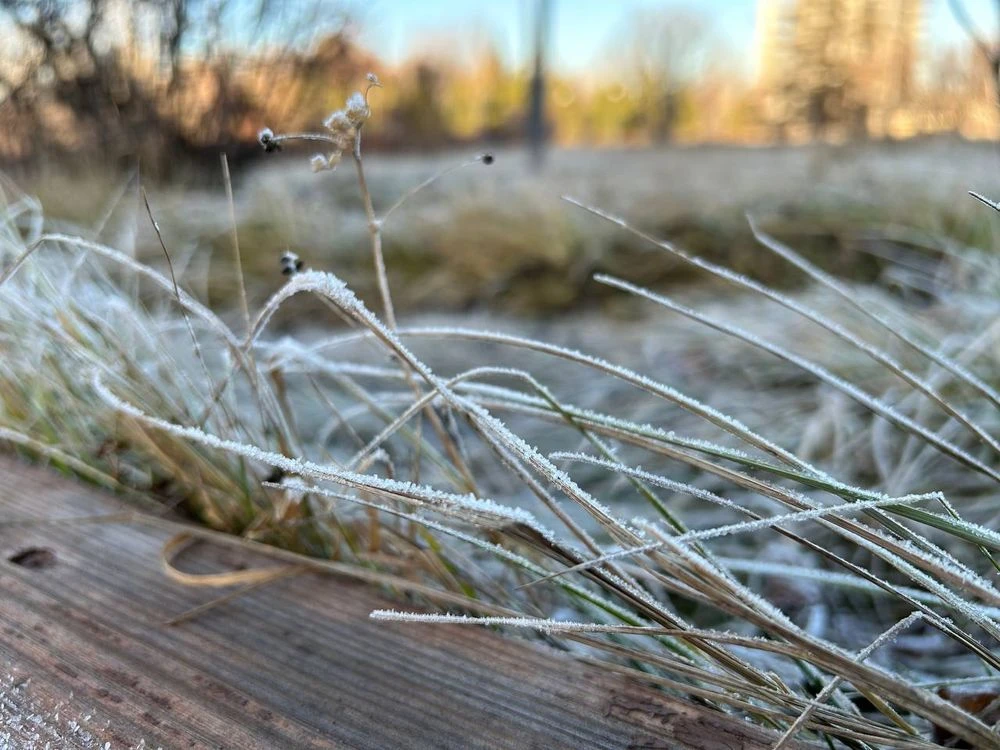 иней на траве