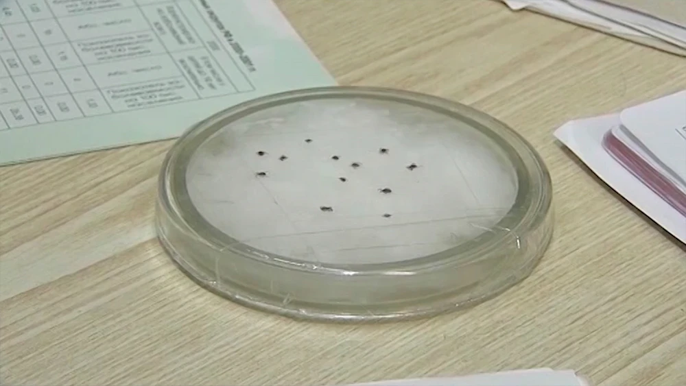 Клещи в чашке петри