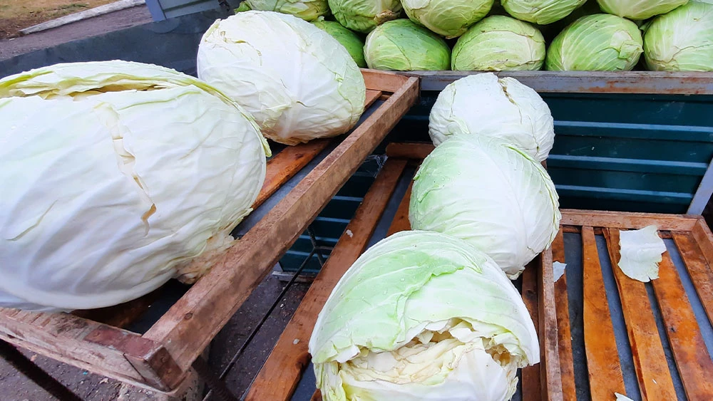 Кочаны белокочанной капусты на прилавке
