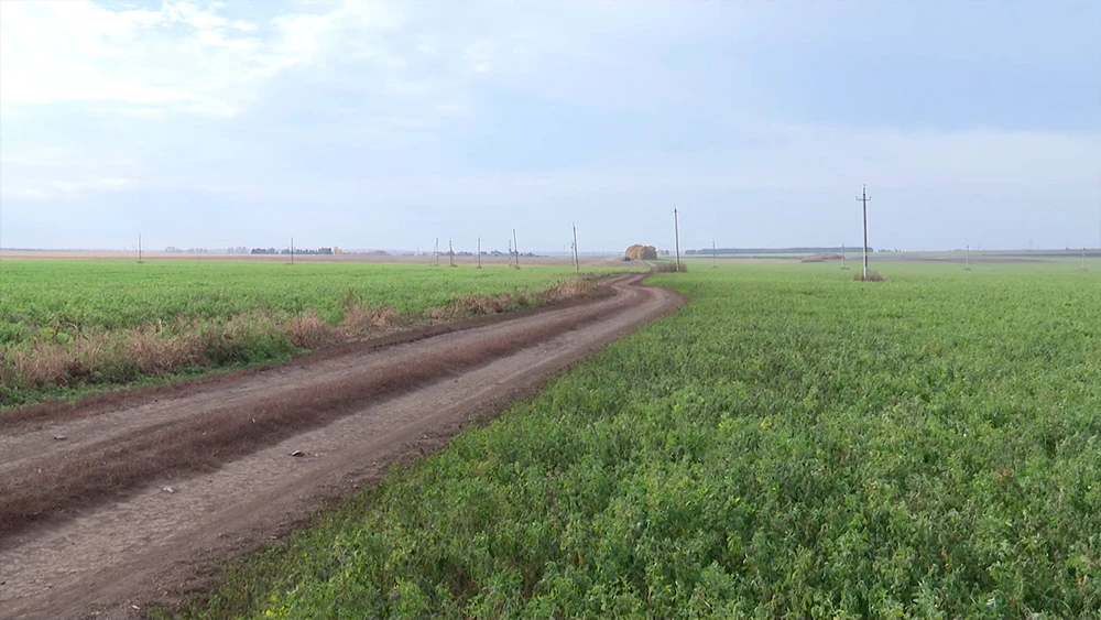 Поле в Нижнекамском районе