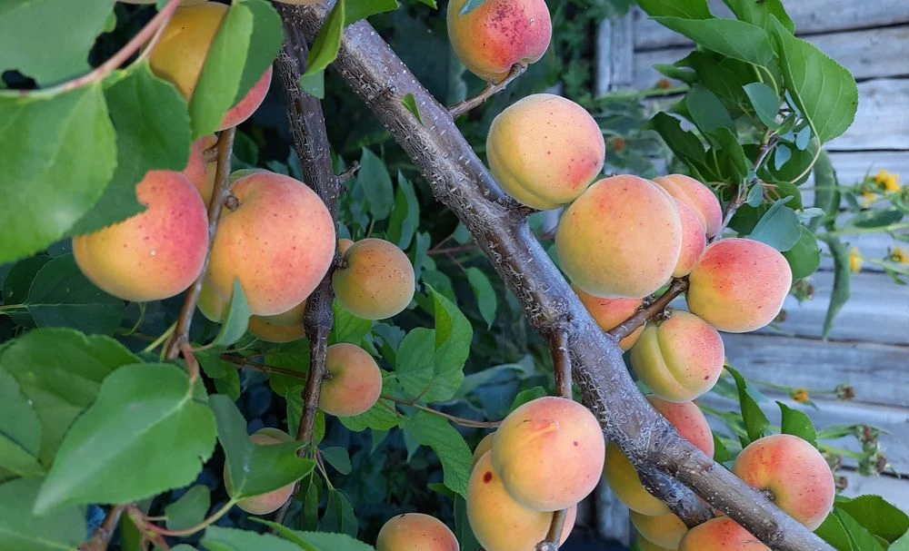 абрикосы на ветке в саду в Татарстане