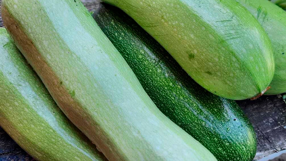 Кабачки цуккини