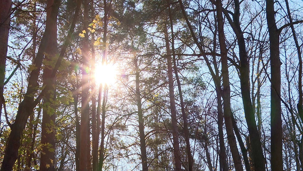 Солнце проглядывает сквозь деревья