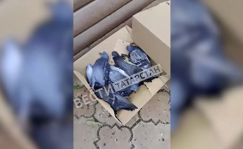 мертвые голуби в бугульме