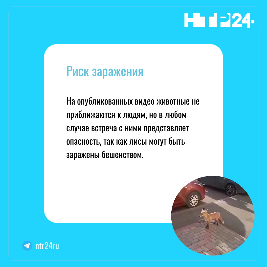 На опубликованных видео животные не приближаются к людям, но в любом случае встреча с ними представляет опасность, так как лисы могут быть заражены бешенством