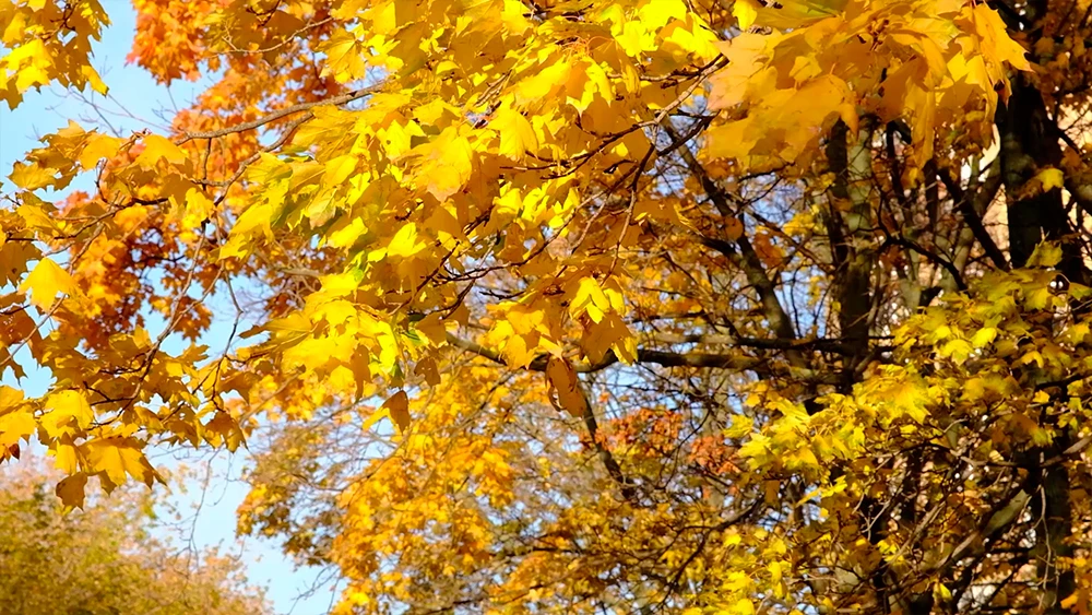 Осенний клён