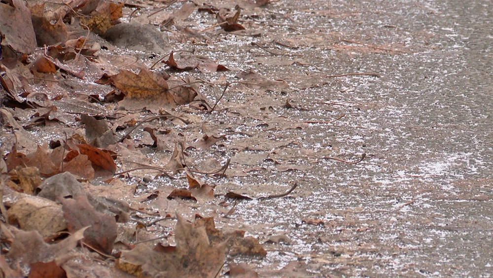 Опавшие листья