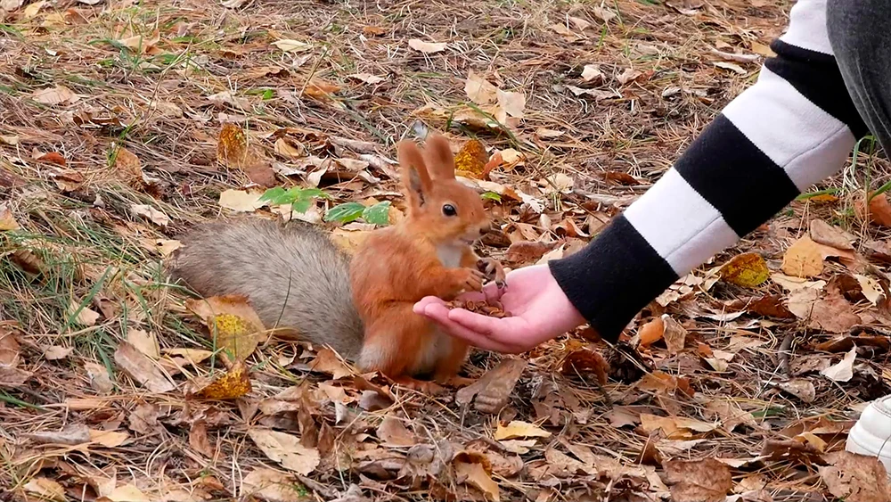 Кормит белку с руки в парке Семья в Нижнекамске