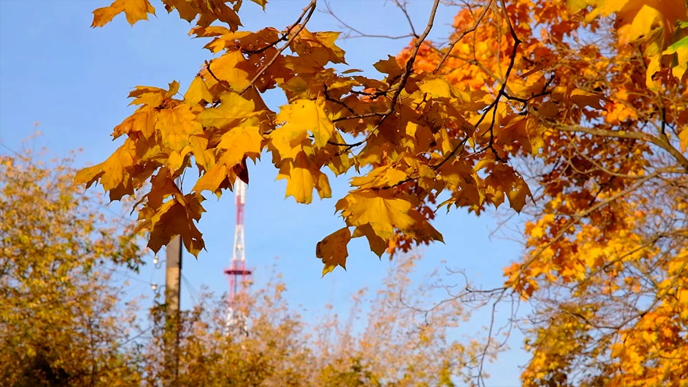Осенние листья на деревьях