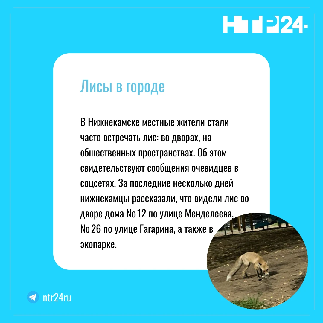 В Нижнекамске местные жители стали часто встречать лис: во дворах, на общественных пространствах. Об этом свидетельствуют сообщения очевидцев в соцсетях. За последние несколько дней нижнекамцы рассказали, что видели лис во дворе дома № 12 по улице Менделеева, № 26 по улице Гагарина, а также в экопарке