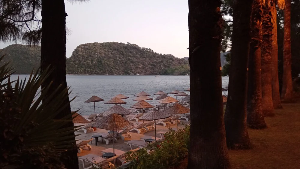 Море за деревьями