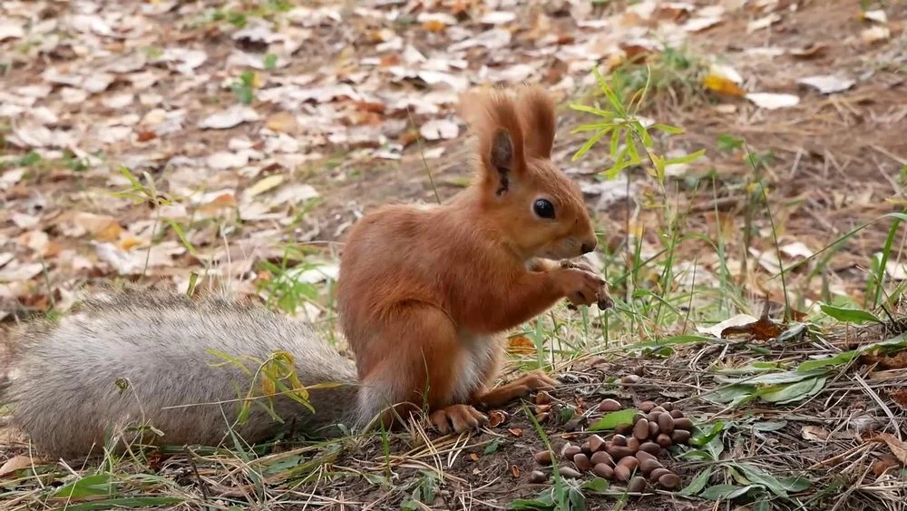 белка ест орешки
