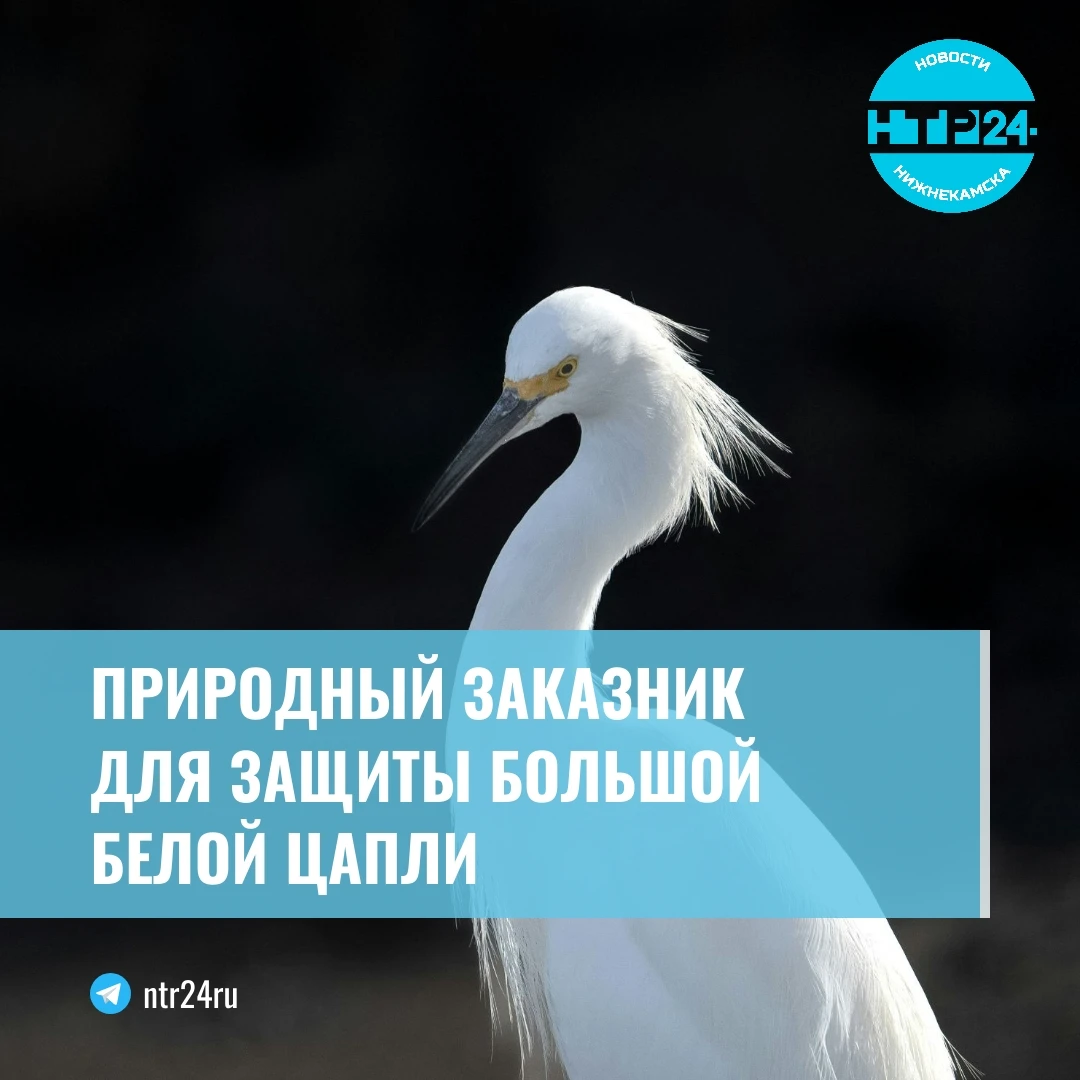Природный заказник для защиты большой белой цапли