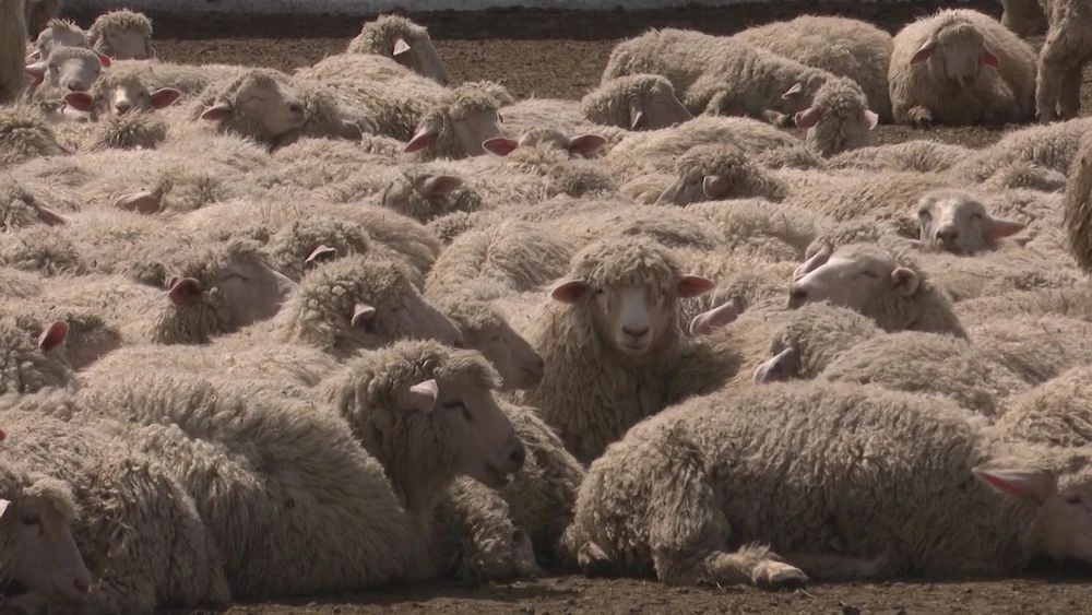 стадо овец