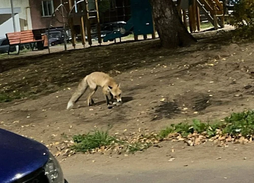 лиса во дворе нижнекамска
