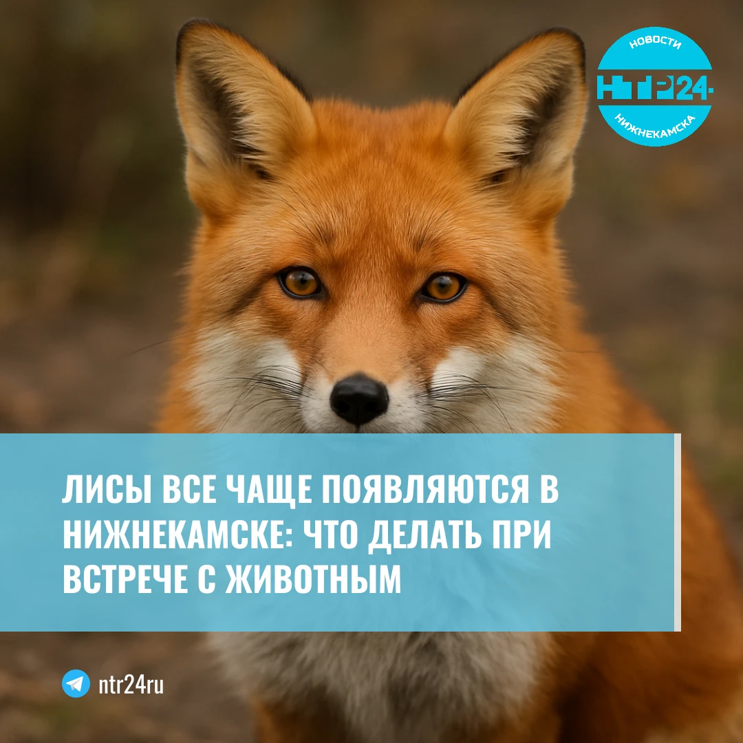 Лисы все чаще появляются в Нижнекамске: что делать при встрече с животным