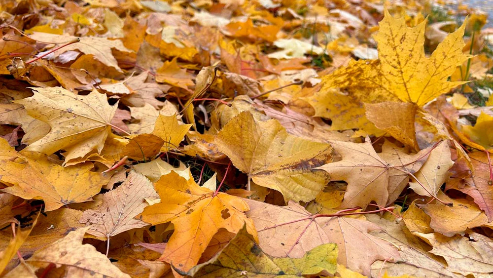Опавшие листья