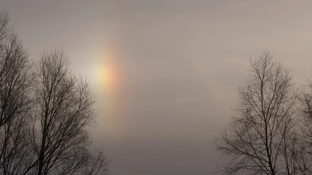 Туман и деревья