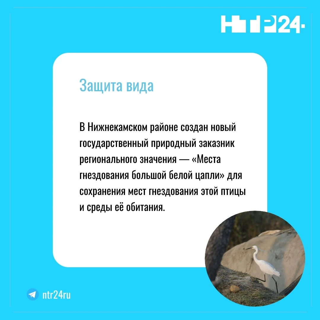 В Нижнекамском районе создан новый государственный природный заказник регионального значения — «Места гнездования большой белой цапли» для сохранения мест гнездования этой птицы и среды её обитания