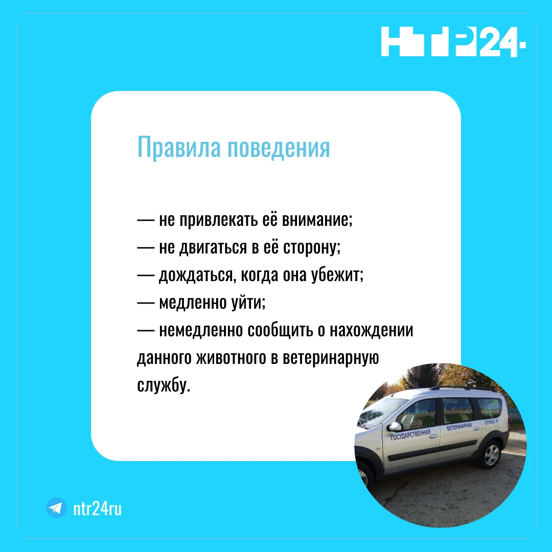 Правила поведения: — не привлекать её внимание;  — не двигаться в её сторону;  — дождаться, когда она убежит;  — медленно уйти;  — немедленно сообщить о нахождении данного животного в ветеринарную службу