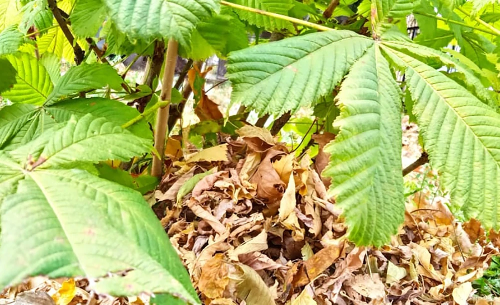 замульчированное растение в саду