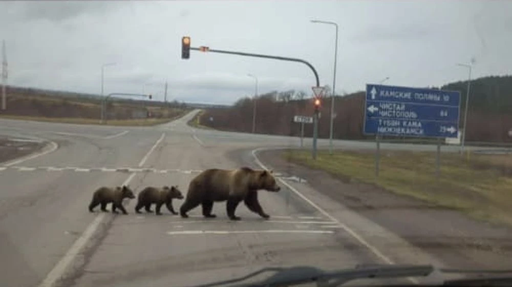 фейк: медведи на дороге в Нижнекамском районе около Камских Полян и Шереметьевки