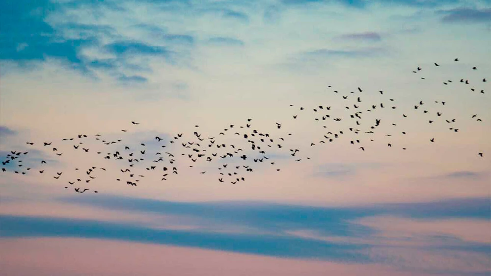 Птицы улетают