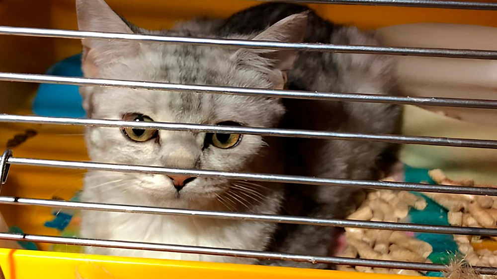 Кошка в переноске