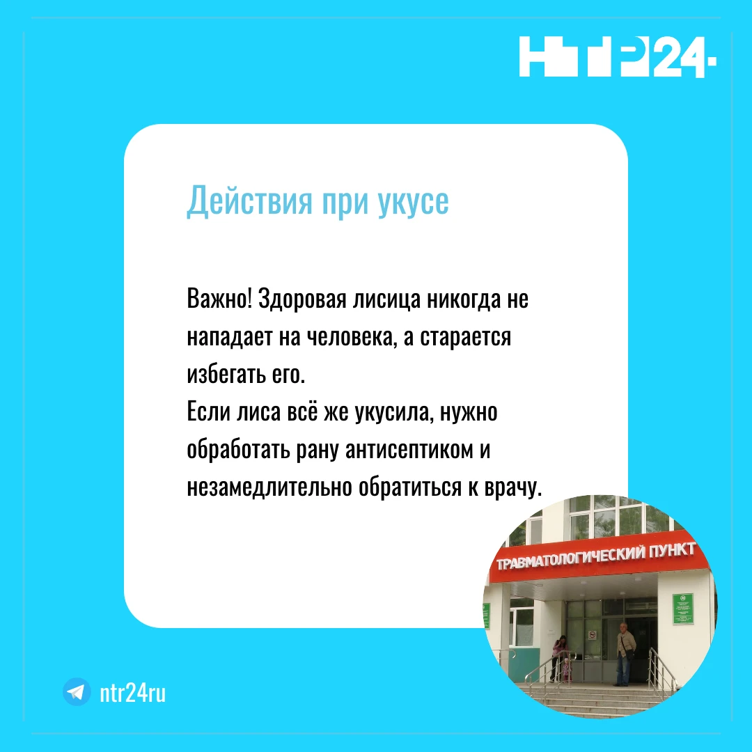 Важно! Здоровая лисица никогда не нападает на человека, а старается избегать его.  Если лиса всё же укусила, нужно обработать рану антисептиком и незамедлительно обратиться к врачу