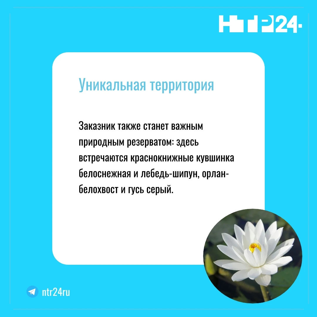 Заказник также станет важным природным резерватом: здесь встречаются краснокнижные кувшинка белоснежная и лебедь-шипун, орлан-белохвост и гусь серый