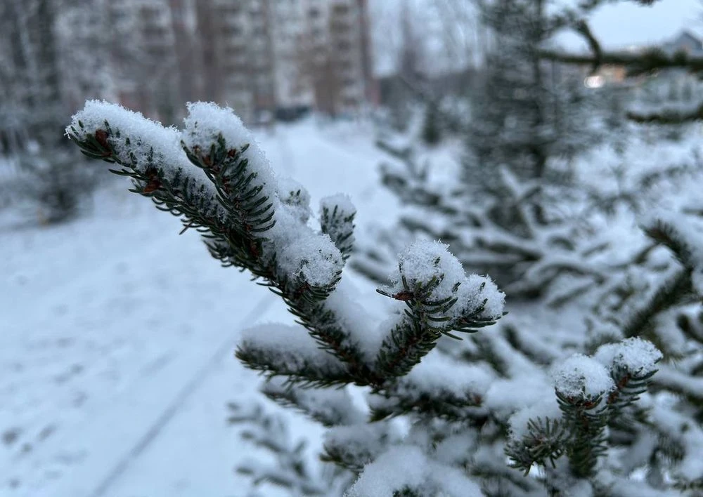 ёлка припорошенная снегом